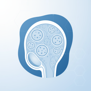 מפעל החיים: מסע אל תוך האנטומיה של האשך